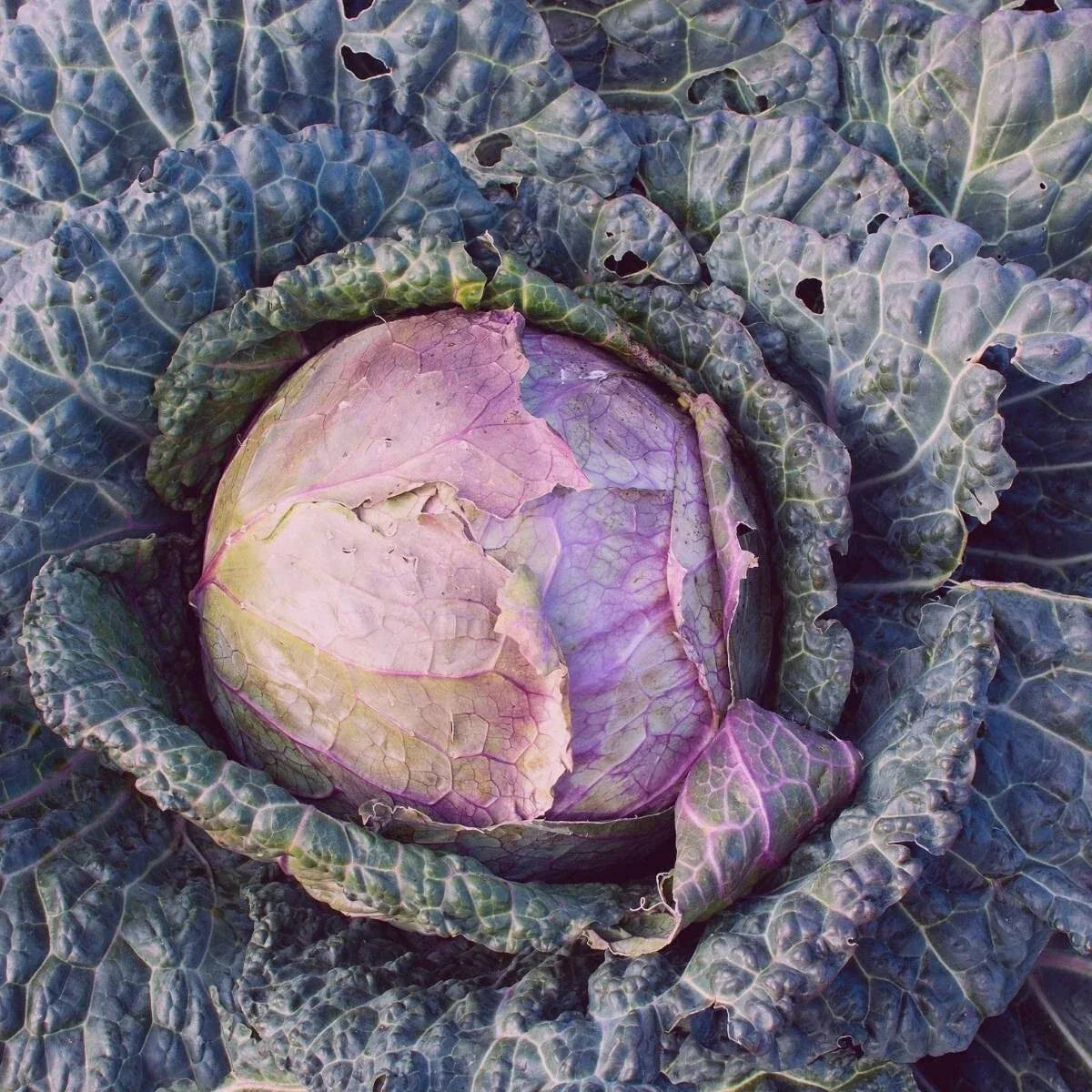 Purple Savoy Cabbage Seeds - 300+ Heirloom NON-GMO Vegetable Seeds Brassica oleracea