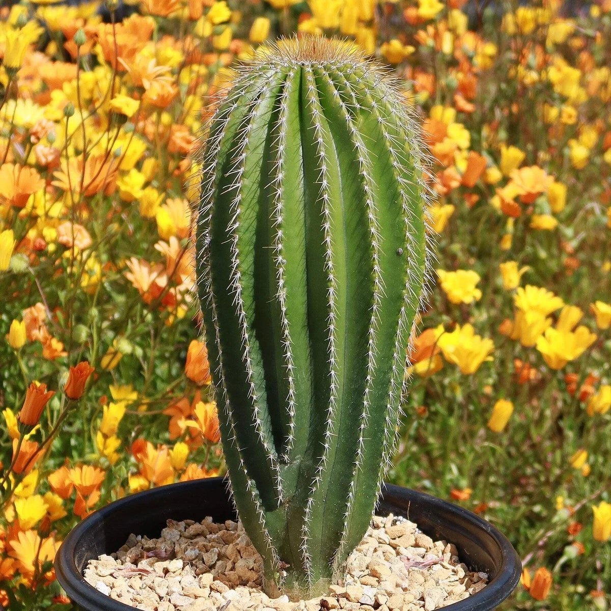 Golden Saguaro Cactus Plant - Neobuxbaumia polylopha Live Succulent for Indoor & Outdoor Decor