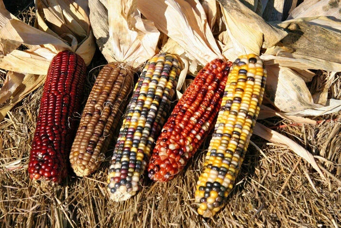 Ornamental Corn Seeds - Wampum Variety - Vibrant Purple & White Stripes - Zea mays 'Wampum' for Decorative Gardens