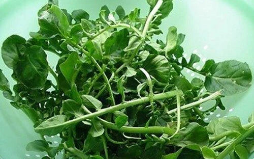 Upland Cress Seeds Pack of 1000+ | Garden & American Cress | Lepidium sativum | Edible Greens for Indoor & Outdoor Gardening