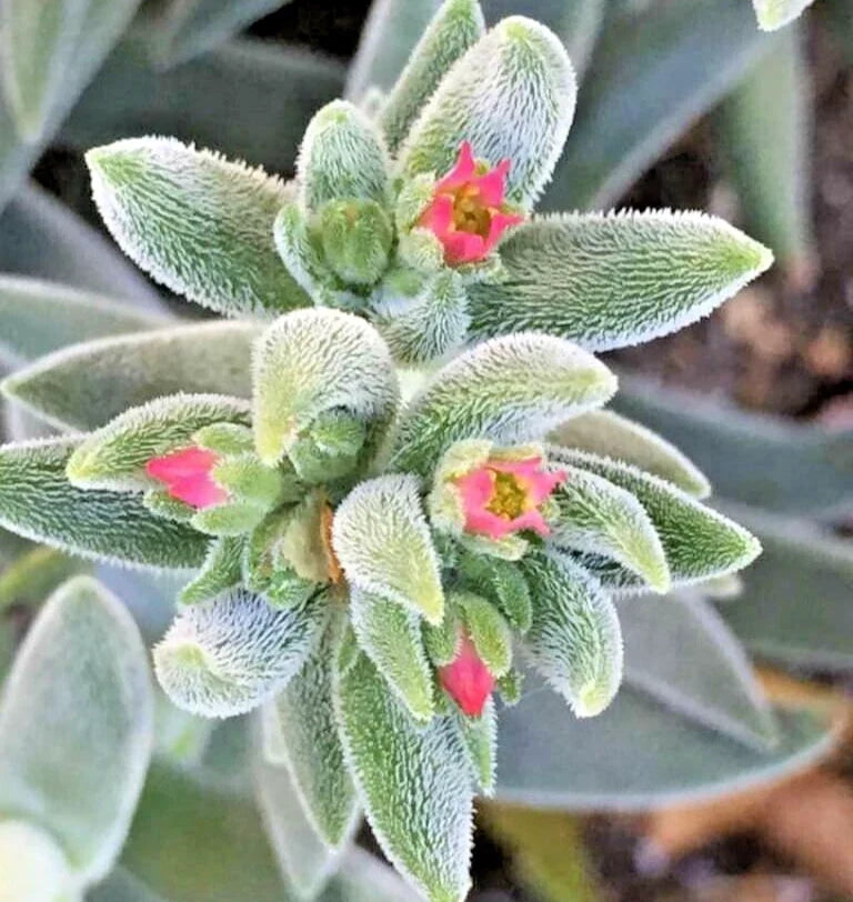 Succulent Plant 2-4" Crassula 'Moon Glow' Fuzzy Teardrop Leaves Crassula mesembryanthemoides