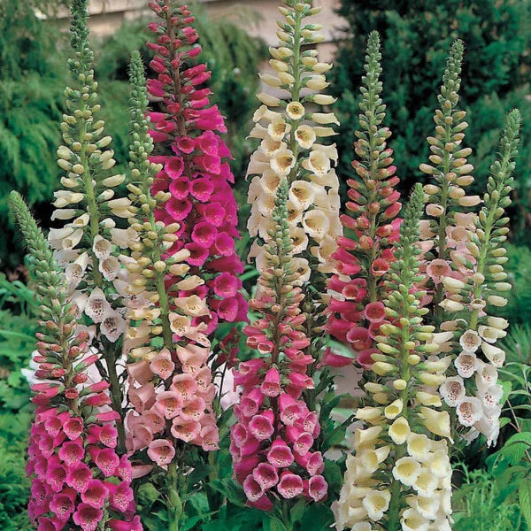 Foxy Mix Foxglove Seeds | Non-GMO Digitalis purpurea | Garden Planting Supplies