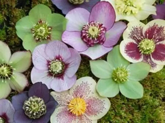 Rose Helleborus Seeds - Winter Blooming Perennial - Helleborus niger - Christmas Rose Flower Seeds - Shade Tolerant, Cold Hardy