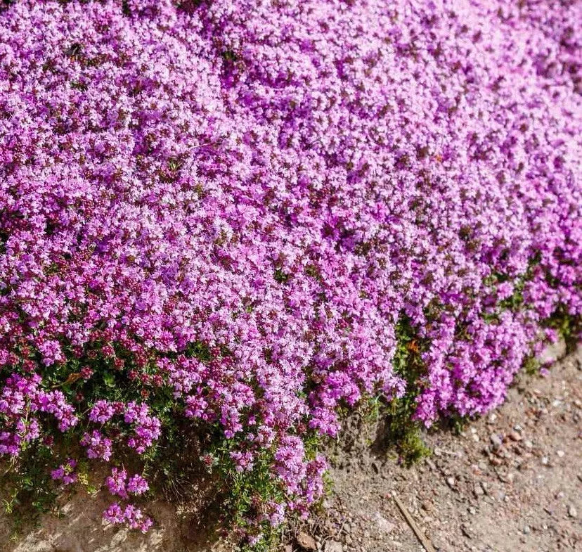 Creeping Thyme Seeds - 1000+ Thymus Serpyllum Purple Perennial Groundcover