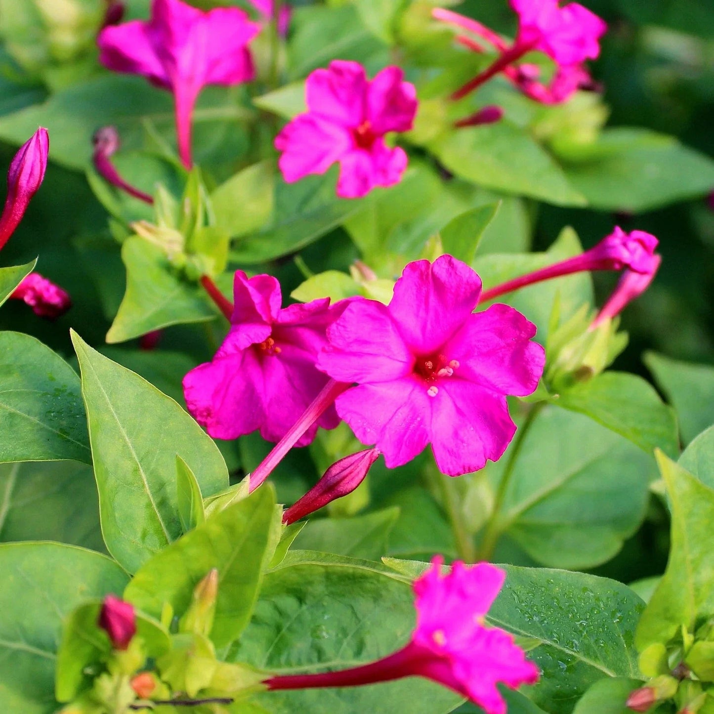 Pink Four O'Clock Seeds - Mirabilis Jalapa - Vibrant Pink Flowers for Garden, Borders & Containers