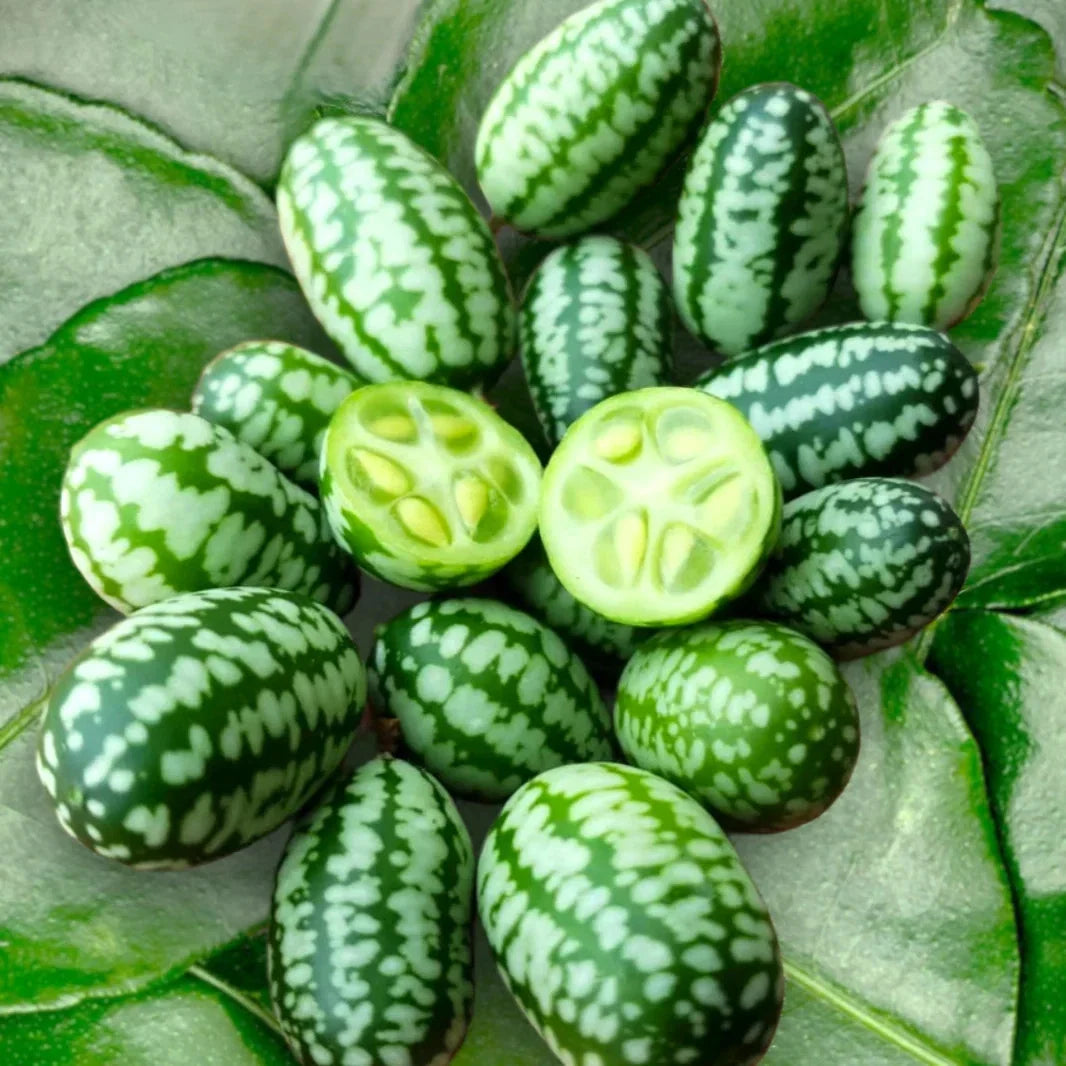 Cucamelon Seeds - Mexican Sour Gherkin, Melothria scabra, Tiny Grape-sized Fruits, Vining Annual Plant, 50 Seeds