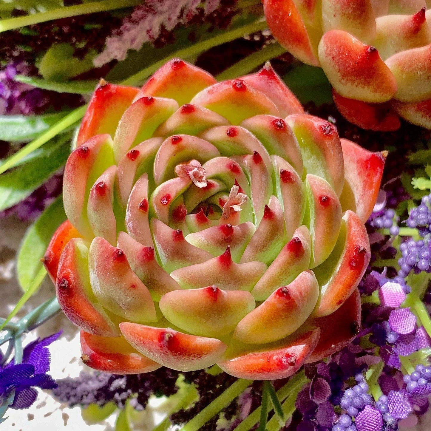 Echeveria chihuahuaensis Succulent Plant in 2" Pot, Green Live Indoor Outdoor Cactus, Drought-Tolerant, Easy Care