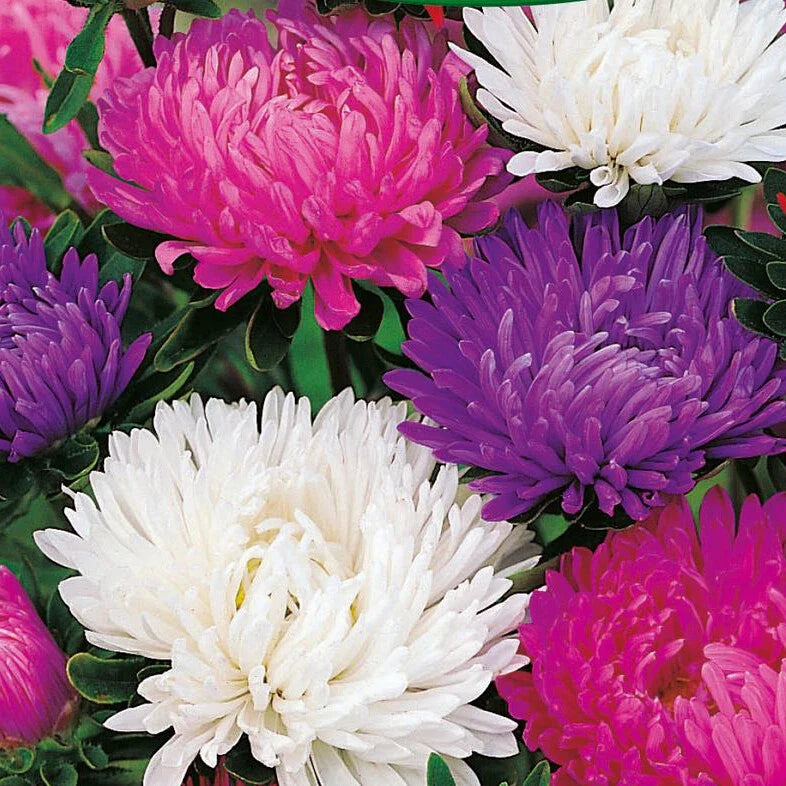 Giants of California Aster Seeds | Non-GMO, Vibrant Purple & Blue Flowers | Aster chilensis, Perennial Garden Seeds