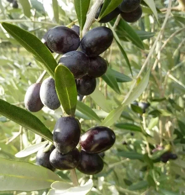 Leccino Olive Seeds - 10+ Premium Olea europaea for Garden Planting, Easy to Grow, Fast Shipping USA