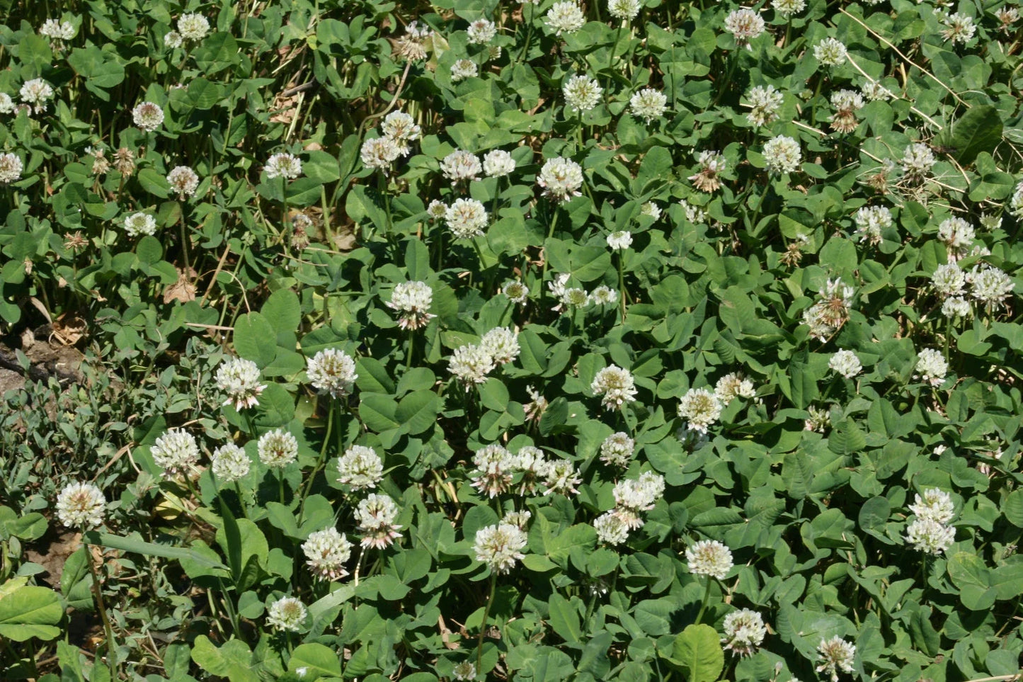 White Dutch Clover Seed - Cover Crop Perennial Legume - Trifolium repens - Low-Growing Ground Cover - 1000 Seeds Pack