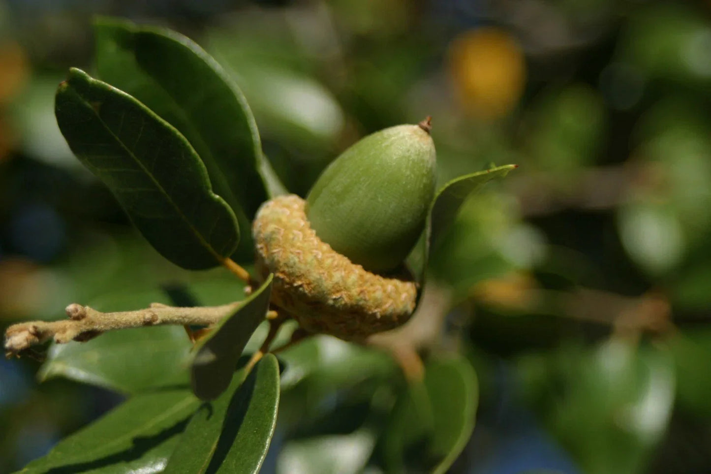 Fresh Acorns 20 Pack - Canyon Live Oak Tree Quercus chrysolepis Native California