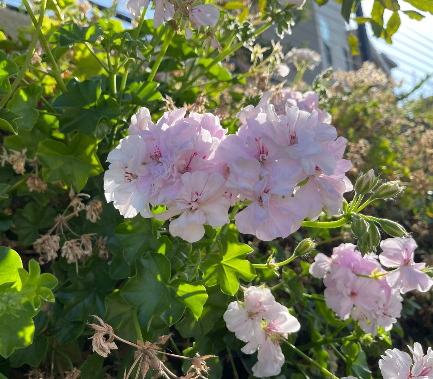 Trailing Ivy Geranium Cuttings 2x6" White Pink Pelargonium Peltatum Live Plant, Rare Trailing Geranium for Hanging Baskets