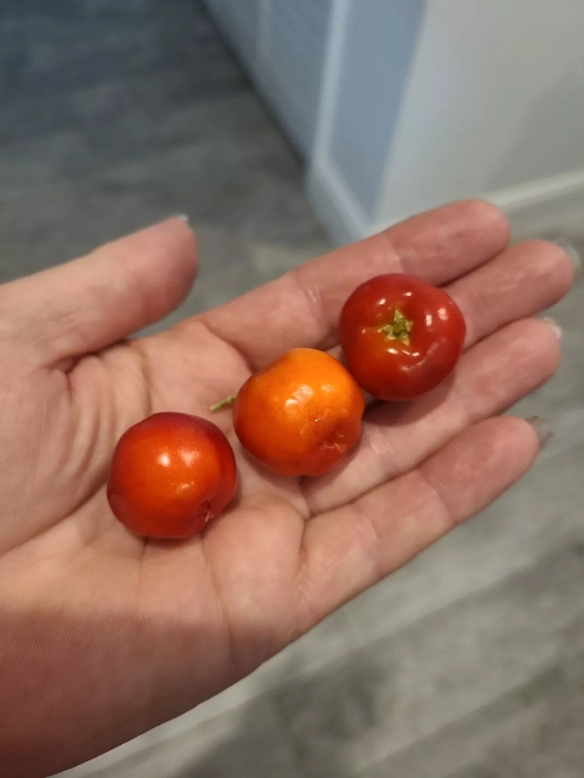 Barbados Cherry Seeds - 5 Pack - Malpighia Emarginata - Sweet Tropical Fruit - 2023 Harvest