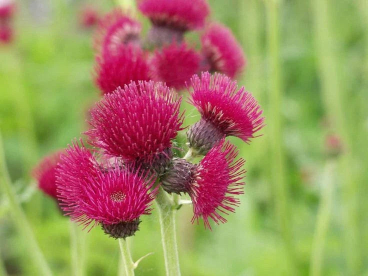 Plume Thistle Seeds - 200 Pack - Cirsium vulgare - Wildflower, Perennial, Attracts Pollinators, Native USA, Free Shipping