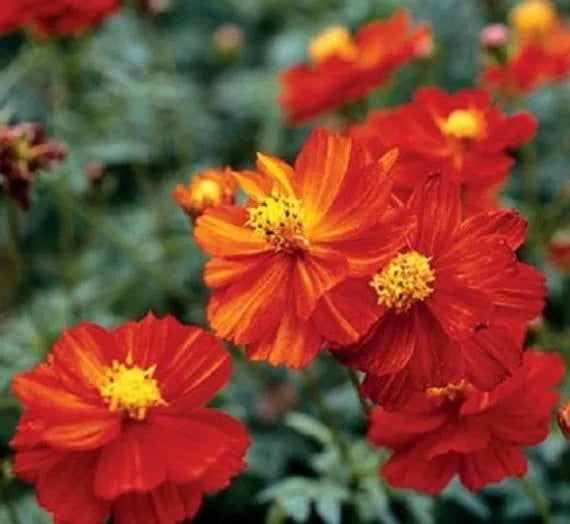 Dwarf Red Sulphur Cosmos Seeds 100 Ct | Cosmos sulphureus Annual Flower for Bees