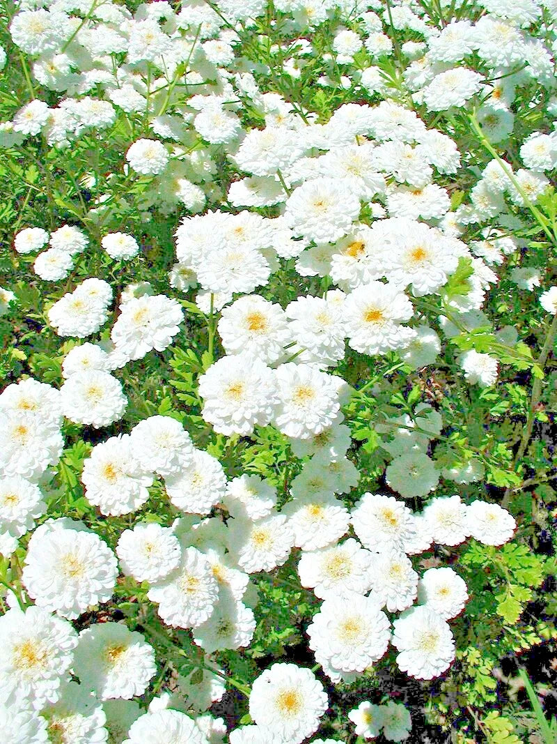 Feverfew Snowball Seeds – 200 Pack, White Blooms, Perennial Herb, Tanacetum parthenium Floro Pleno