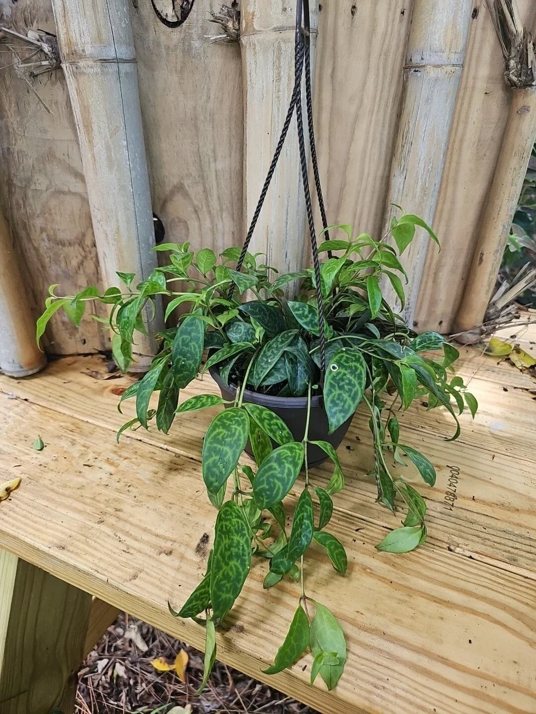 Lipstick Plant 6" Hanging Basket Black Pagoda Aeschynanthus longicaulis Indoor Houseplant, Easy Care, Trailing Vining, Unique Foliage