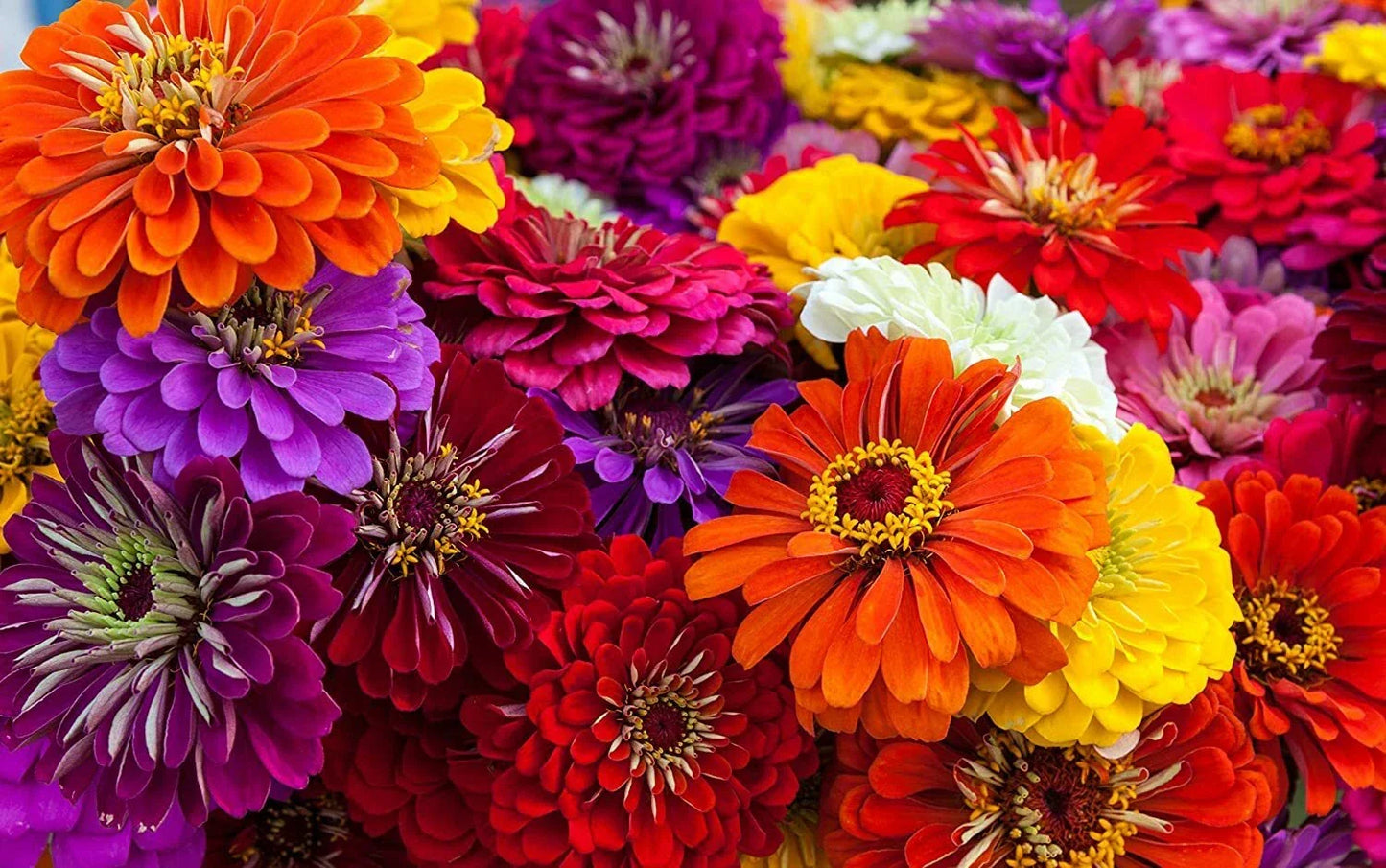 Giant California Zinnia Seeds - 250 Count - Vibrant Zinnia elegans Flowers for Full Sun Gardens