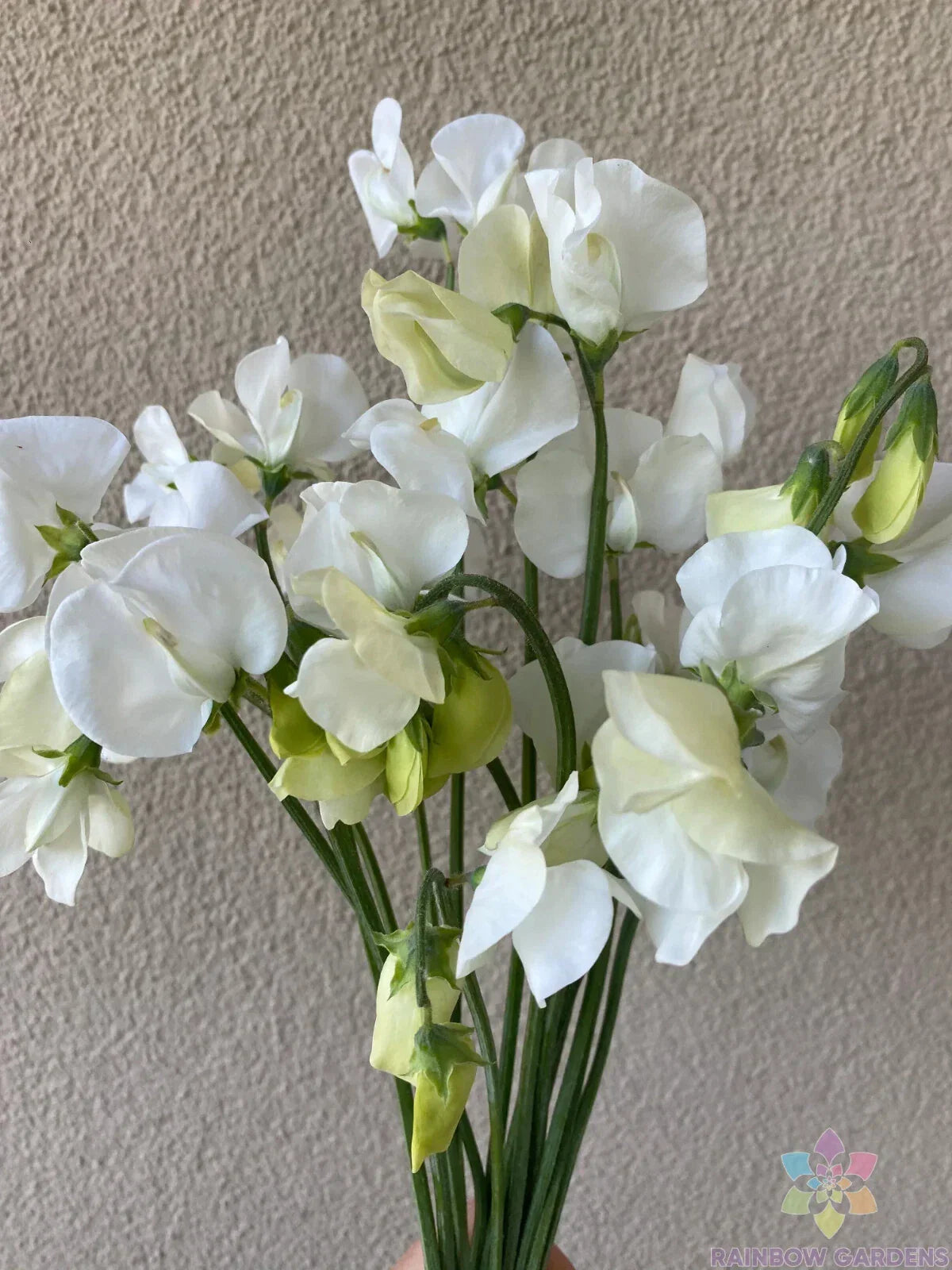 Spencer Ice Cream Sweet Pea Seeds - 50+ Count - Lathyrus odoratus - USA