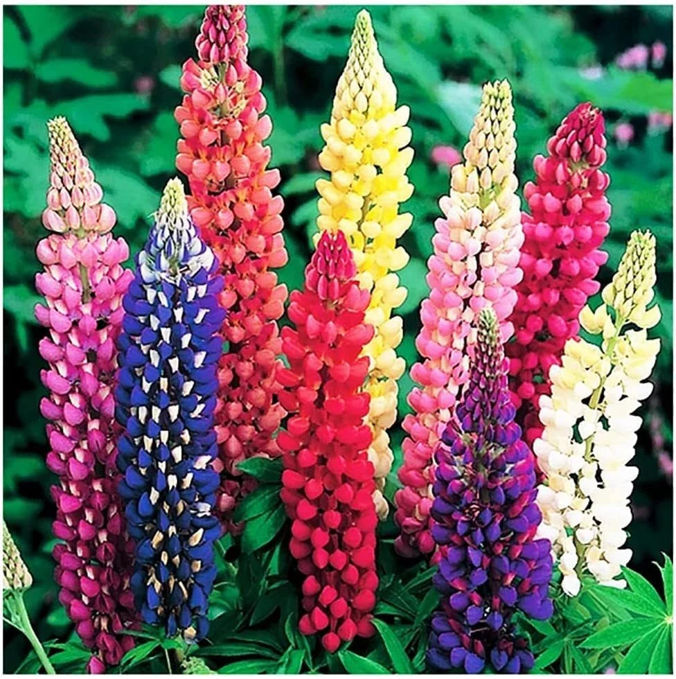 Russell Lupine Mixed Seeds - Colorful Perennial Wildflowers for Garden Borders - Lupinus polyphyllus