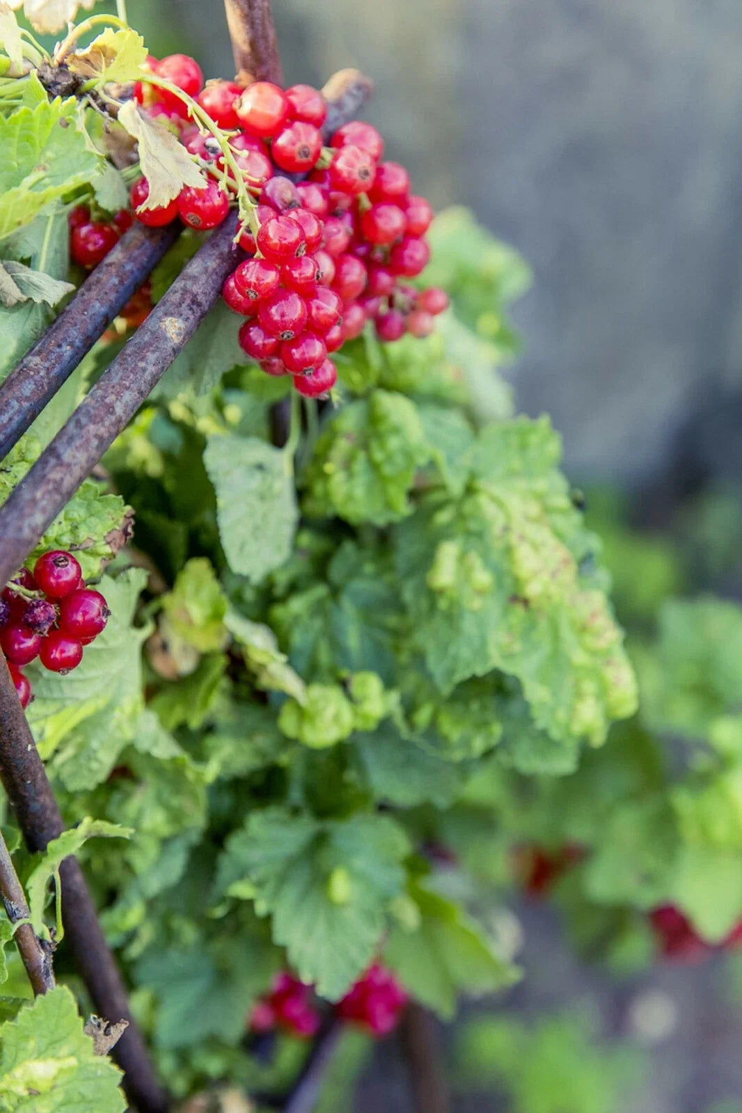 Red Wax Currant Plant - Edible Heirloom Fruit Bush with 60+ Seeds - Ribes Cereum