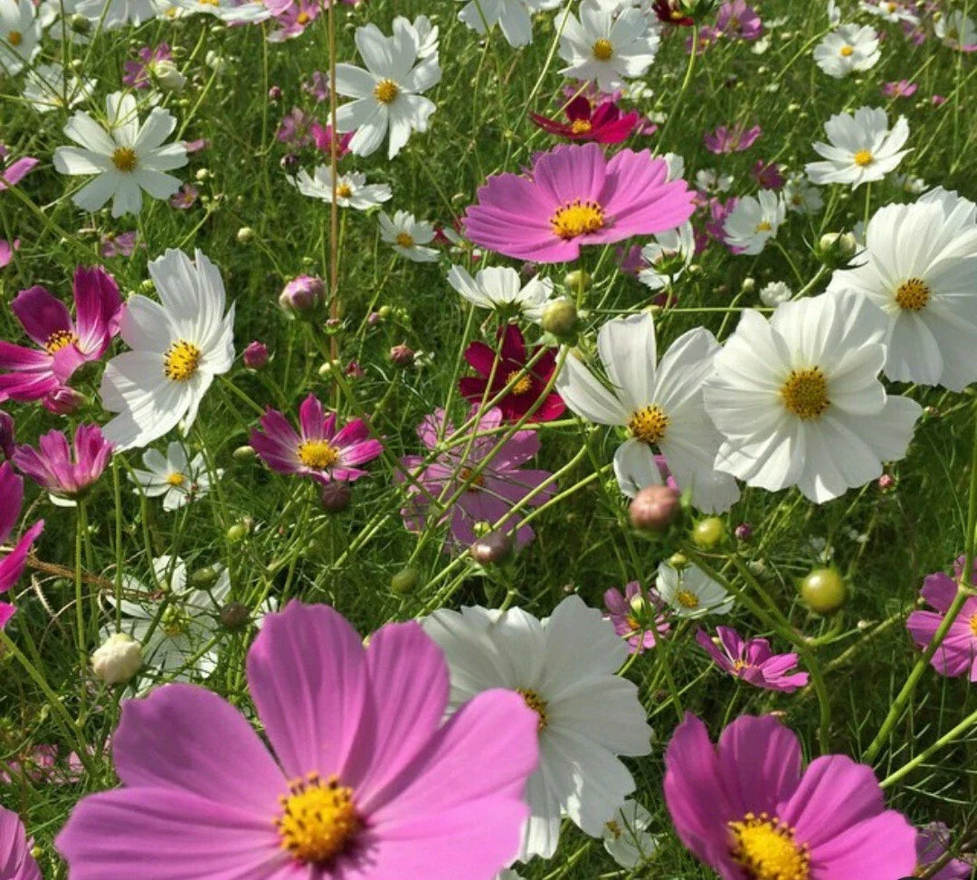 Cosmos Flower Seeds - White & Pink Mix - 40 Seeds - Cosmos bipinnatus - Garden, Border, Container Planting