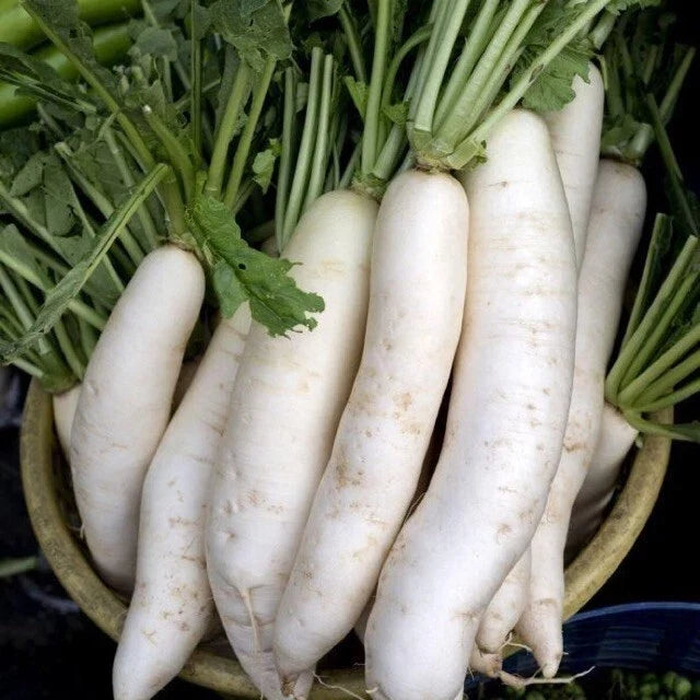 China White Radish Seeds - Raphanus sativus, Fresh White Radish Seeds for Garden, Container & Raised Bed Planting
