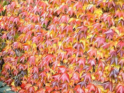 Boston Ivy Seeds - 20 Pack, Japanese Creeper Ivy, Parthenocissus tricuspidata, Climbing Vine for Gardens and Walls
