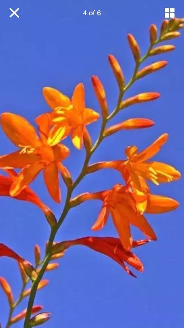 Live Crocosmia Masoniorum Bulbs - Bright Orange Flowering Perennial - Clumping Garden Plants for Zones 6-9
