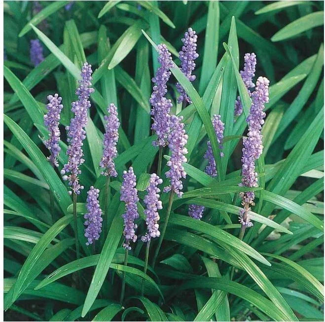 Liriope Bare Rooted Starter Plants - 12 Pack 4"-6" Monkey Grass Lilyturf