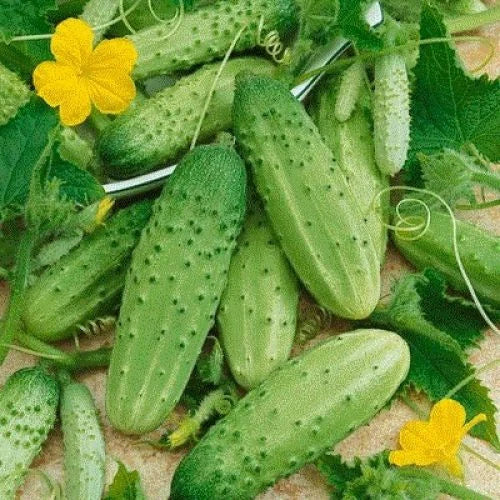 Cucumber Seeds Carolina Pickling - 28 Seeds Pack - GroCo USA