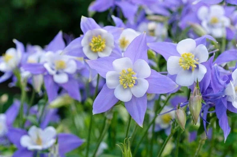 Colorado Blue Columbine Seeds - 50 Pack - Aquilegia caerulea Perennial Wildflower Seeds for Garden Planting