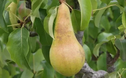 Concorde Pear Seeds – 25+ Pyrus communis Garden Planting Pack for Home Orchard, USA Grown