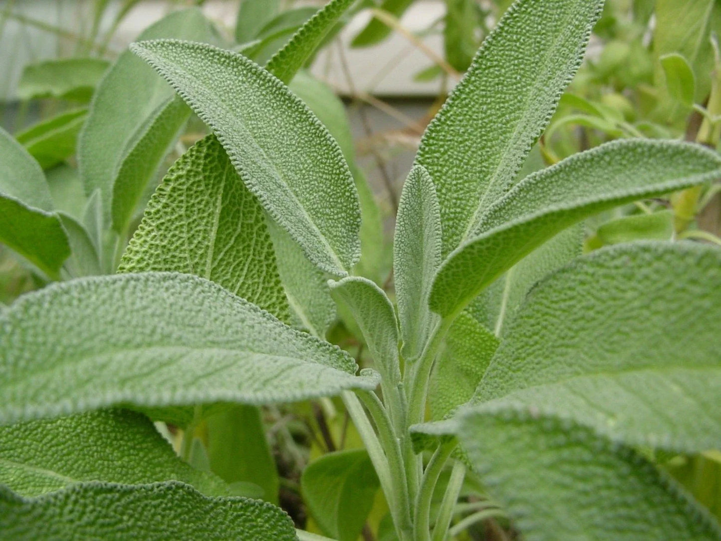 Broadleaf Sage Plant Salvia Officinalis Non-GMO Culinary Herb Garden Plant Various Sizes