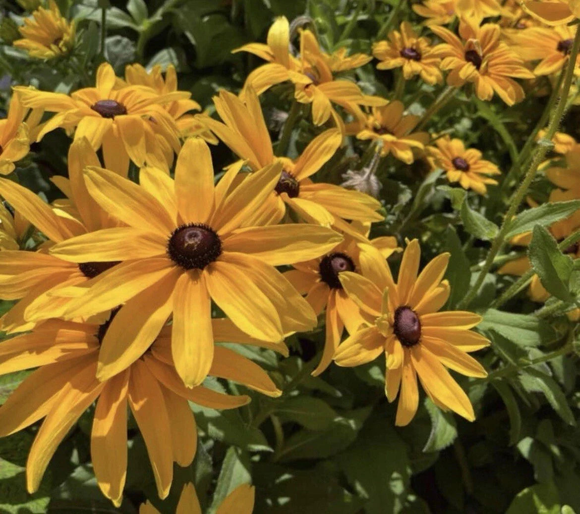Black-Eyed Susan Seeds - 200+ Rudbeckia Hirta Perennial Flower Seeds for Garden, Attract Pollinators, Bright Yellow Blooms