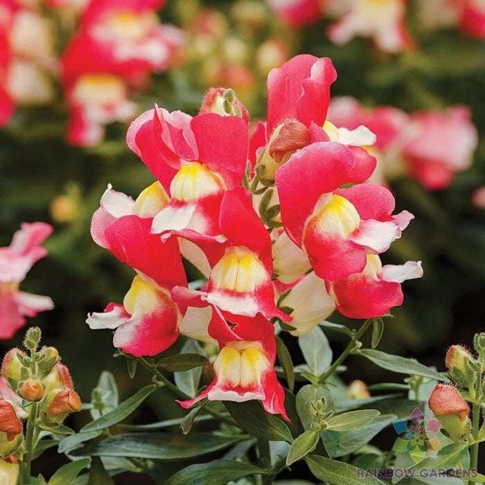 Snapdragon Seeds - 1000+ Snappy Rose White - Antirrhinum majus Garden Flower Seeds for Borders & Containers