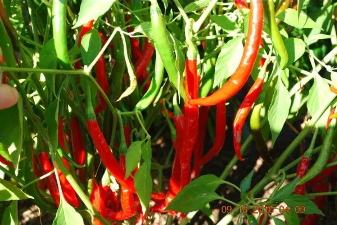 Live Cayenne Pepper Plant - Organic Capsicum annuum in 2-inch Pot