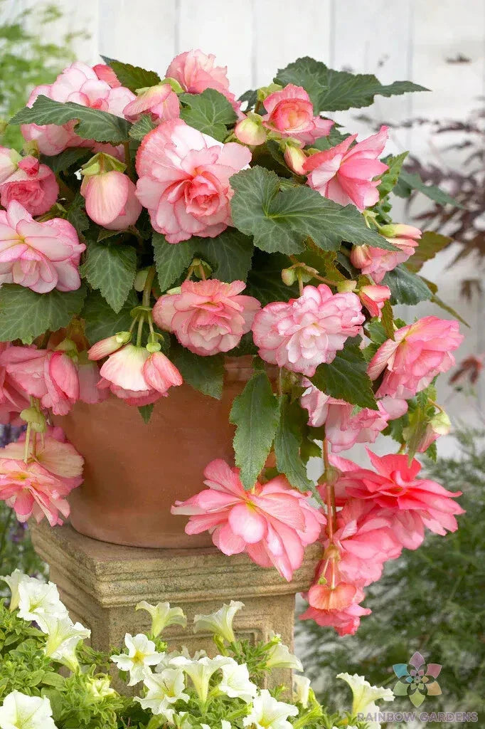 25+ Cascade Florence Begonia Seeds - Begonia x tuberhybrida - USA Non-GMO