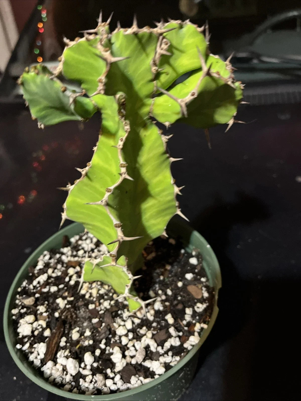Euphorbia Pseudocactus Bare Root Succulent Plant - False Cactus, Drought-Resistant, Indoor & Garden, Architectural, Low Maintenance