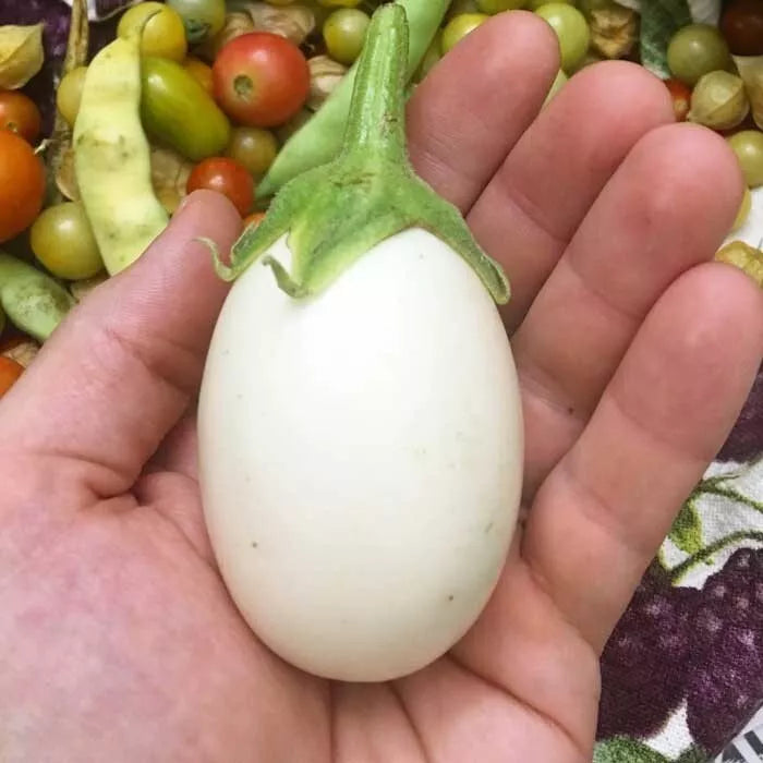 White Egg Eggplant Seeds - 100+ Heirloom Organic Non-GMO - Solanum melongena