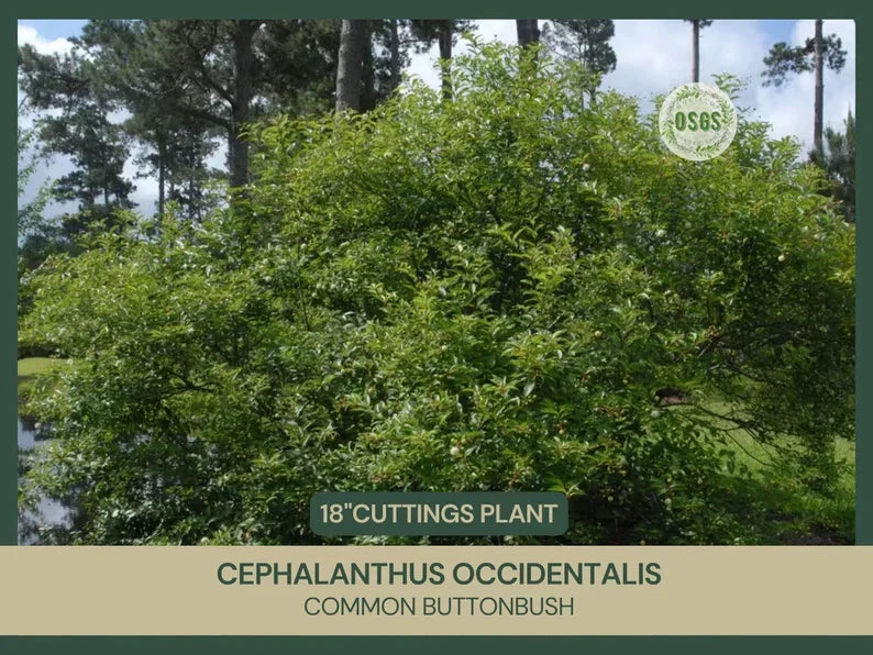 Buttonbush Cuttings 18" Fresh Cephalanthus occidentalis Native Plant for Wetlands & Pond Edges