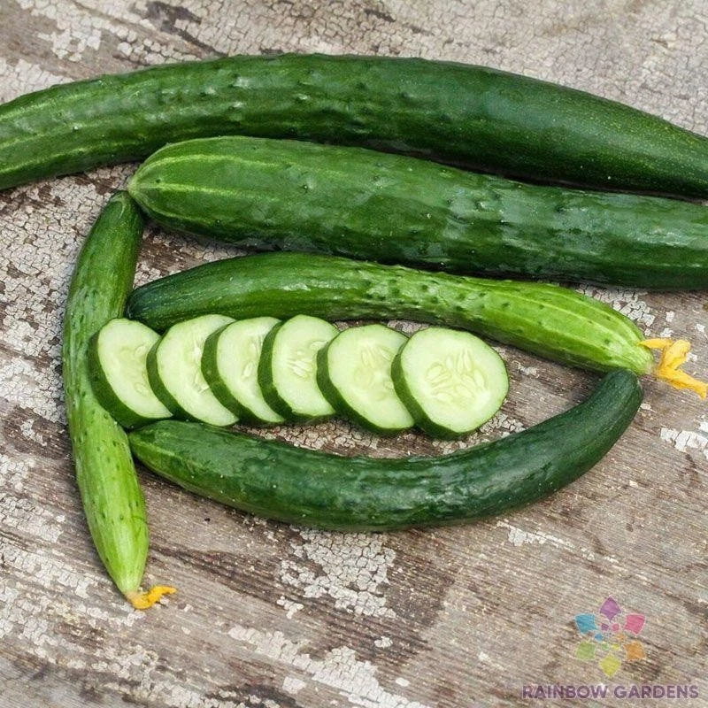 Aonaga Jibai Cucumber Seeds - 25+ Pack, Non-GMO, Home Garden, Cucumis sativus, Fast-Growing, Salad & Snack Cucumbers