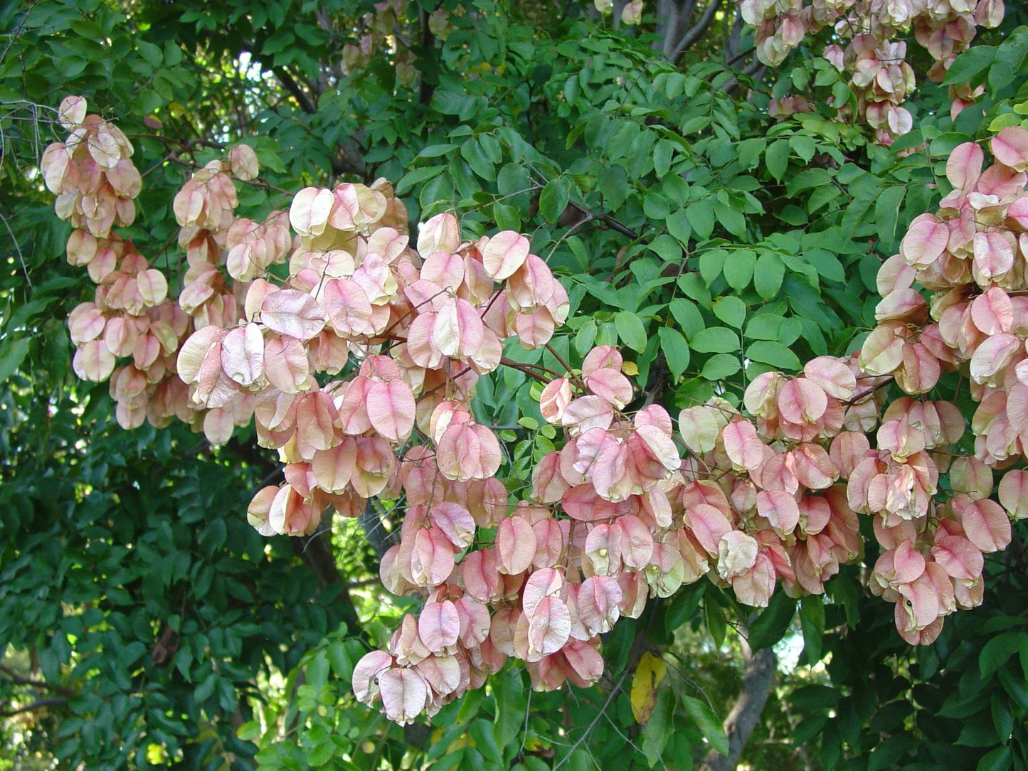 Chinese Rain Tree Seeds - Colorful Fragrant Showy Flowers - Albizia julibrissin - Pack of 7 Seeds