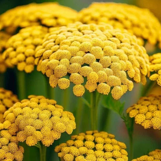 Gold Yarrow Seeds 500-10,000 Non-GMO Achillea filipendulina Perennial Bright Yellow Flowers