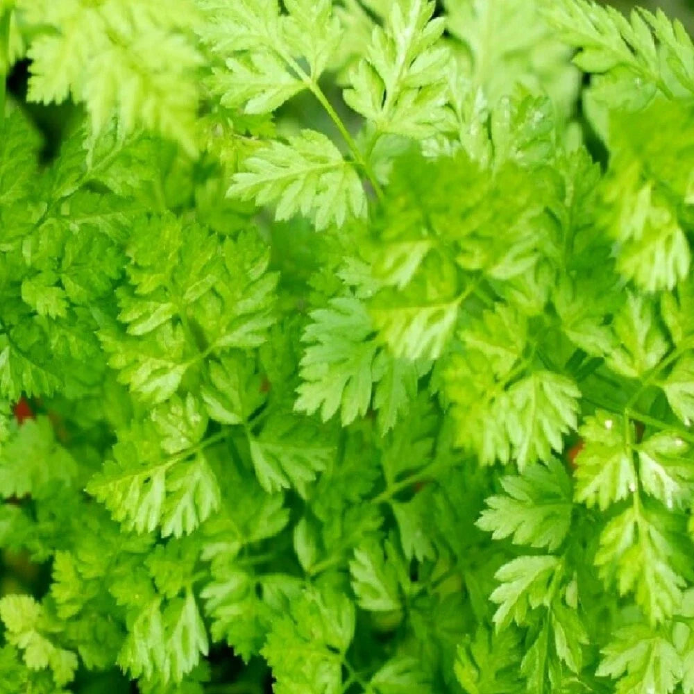 Curled Chervil Seeds | Heirloom NON-GMO | Aromatic Herb for Culinary & Garden | Anthriscus cerefolium