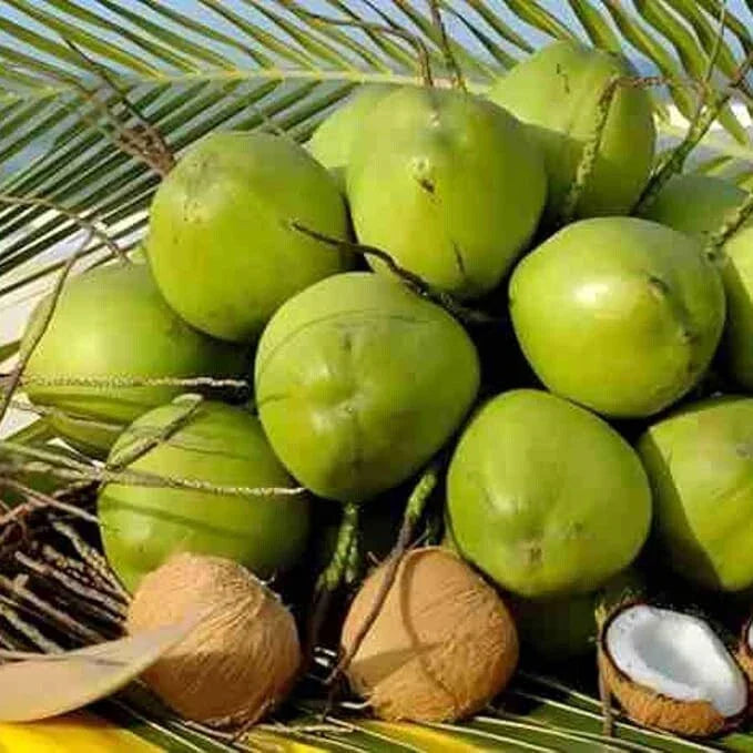 Sprouted Dwarf Green Malayan Coconut Plant 6–8” Tall - Rare Costa Rican Certified Coconut