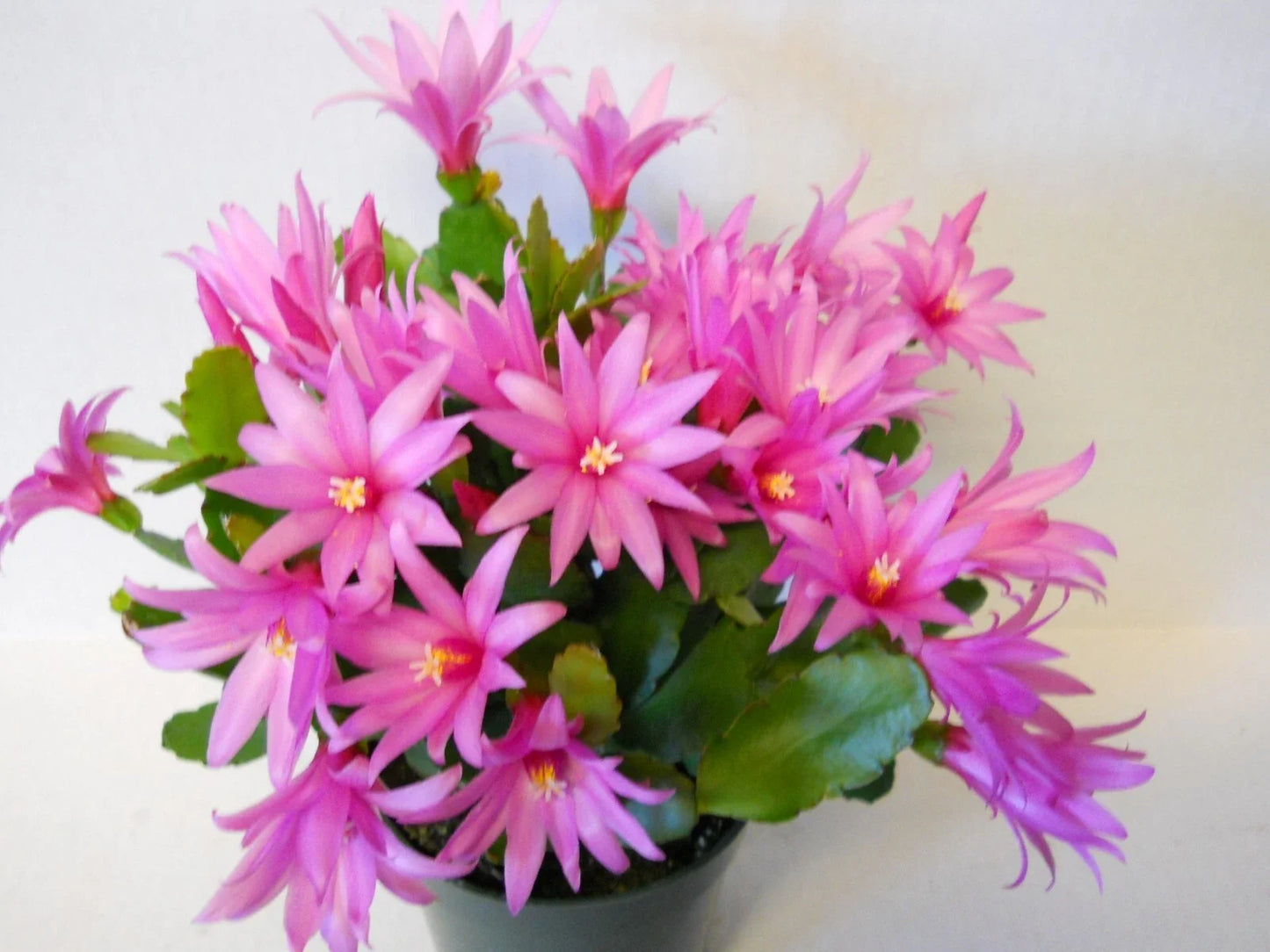 Easter Cactus Starter Plants - Rhipsalidopsis spp. - Pink Flowers - Indoor or Outdoor Decor - 2 Varieties