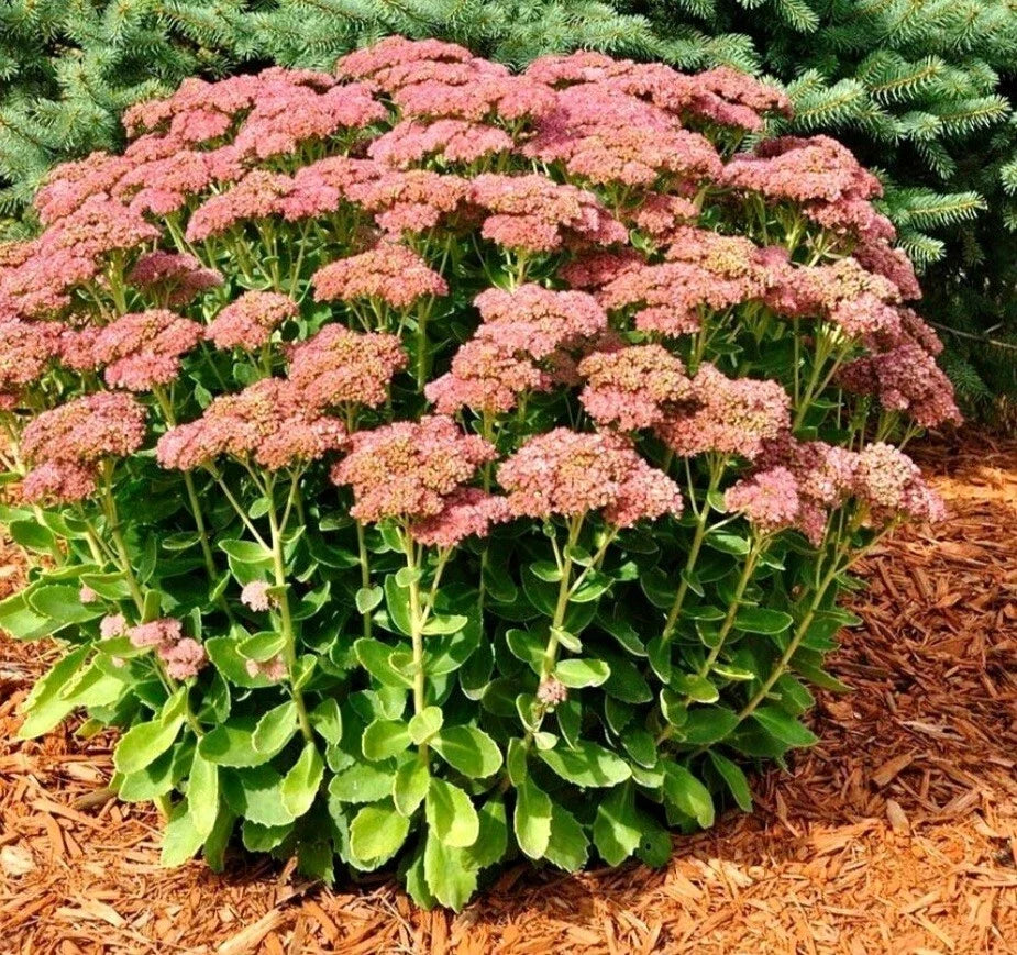 Autumn Sedum Bare Root Plant, Perennial Stonecrop, Clumping Habit, Cold & Heat Resistant, Sedum spectabile, Garden Plant
