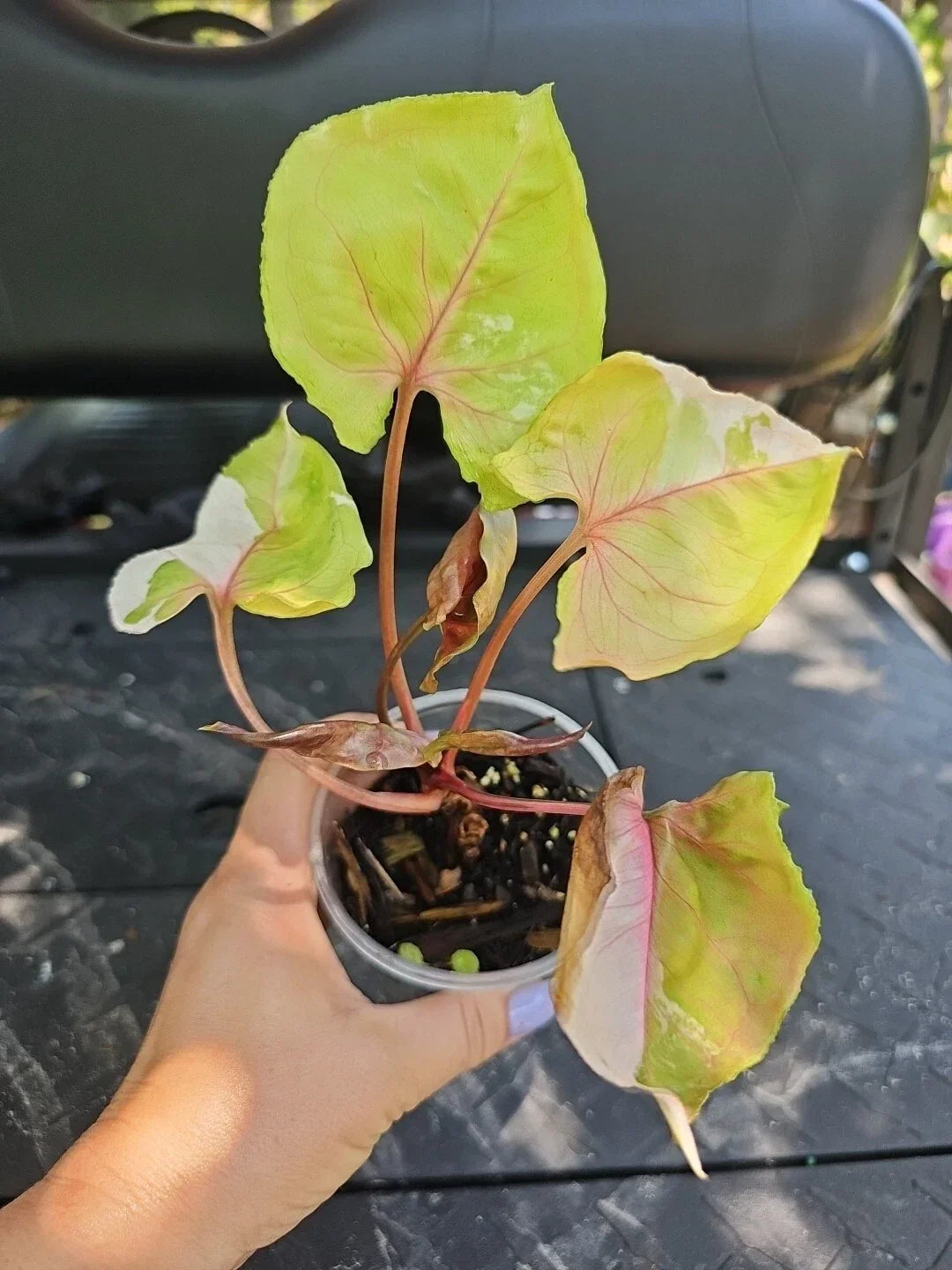Large Syngonium Strawberry Ice Plant - 3.5" Pot - Indoor Houseplant