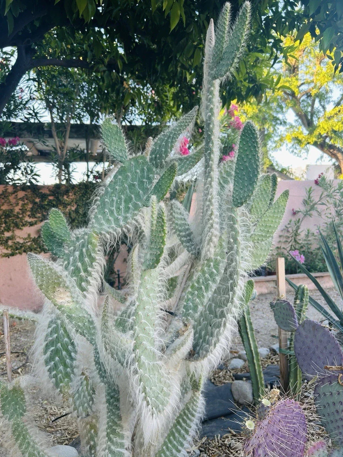 Hairy Cactus Cuttings - Snow Opuntia Old Man Fuzzy Plant Pads 6-12” for Indoor & Outdoor Gardens